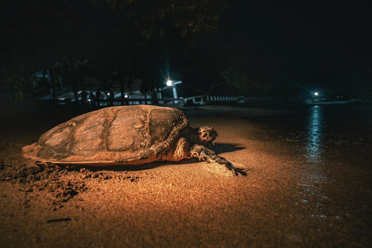 El MARN intensifica la vigilancia de nidos de tortugas