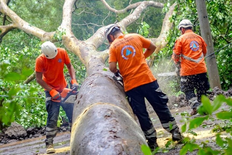 Árboles caídos y vías obstruidas entre las emergencias más atendidas por lluvias